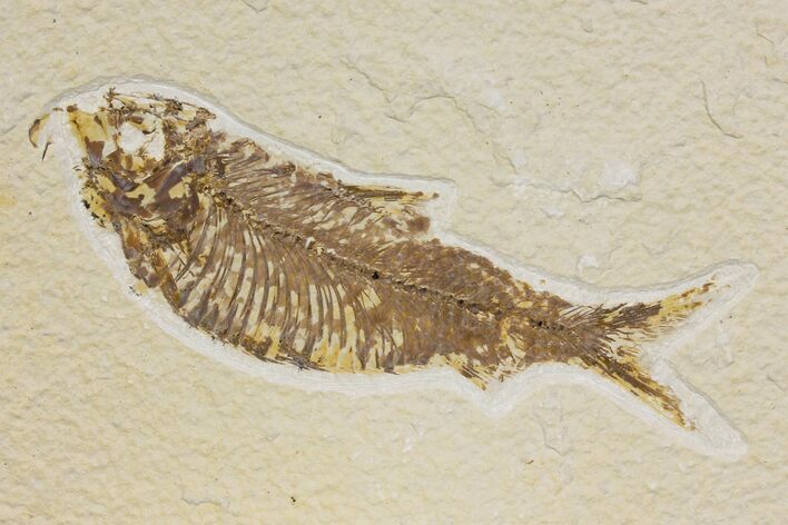 Bargain, Fossil Fish (Knightia) - Wyoming #136799